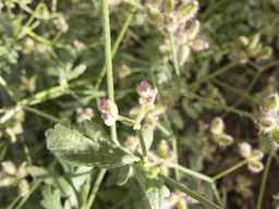 PI_649433_12ncax01_SD_PL_UM_2013-06-28_05.jpg