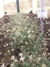PI_649433_12ncax01_SD_PL_XX_2013-06-28_02.jpg