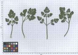 PI_649446_02ncai01_SD_PL_LV_2013-06-06_01.jpg