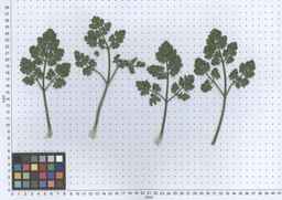 PI_649446_02ncai01_SD_PL_LV_2013-06-06_02.jpg