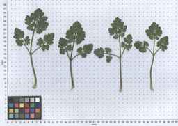 PI_649446_02ncai01_SD_PL_LV_2013-06-06_03.jpg