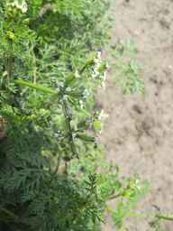 PI_649446_02ncai01_SD_PL_UM_2011-07-27_04.jpg