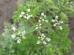 PI_649446_02ncai01_SD_PL_UM_2011-08-05_04.jpg