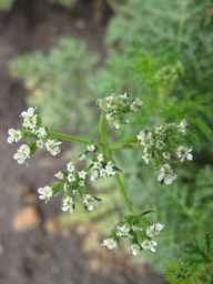 PI_649446_02ncai01_SD_PL_UM_2011-08-05_06.jpg