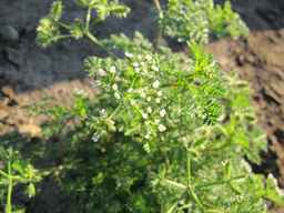 PI_649446_02ncai01_SD_PL_UM_2011-08-19_01.jpg
