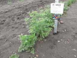 PI_649446_02ncai01_SD_PL_XX_2011-08-05_01.jpg