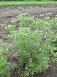 PI_649446_02ncai01_SD_PL_XX_2011-08-05_03.jpg