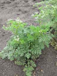 PI_649446_02ncai01_SD_PL_XX_2011-08-05_04.jpg