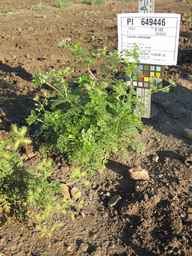 PI_649446_02ncai01_SD_PL_XX_2011-08-19_01.jpg