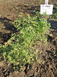 PI_649446_02ncai01_SD_PL_XX_2011-08-19_02.jpg