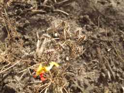 PI_649446_02ncai01_SD_SD_XX_2013-08-29_01.jpg