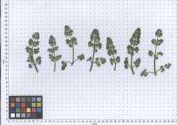 PI_652233_03ncai01_SD_PL_LV_2013-05-29_01.jpg