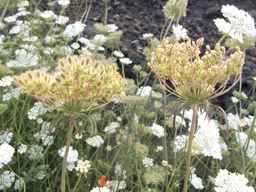 PI_652233_03ncai01_SD_PL_UM_2013-08-23_01.jpg