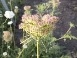 PI_652233_03ncai01_SD_PL_UM_2013-08-23_03.jpg