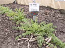 PI_652233_03ncai01_SD_PL_XX_2013-06-21_01.jpg