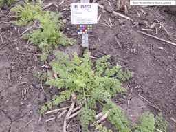 PI_652233_03ncai01_SD_PL_XX_2013-06-21_02.jpg