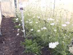 PI_652233_03ncai01_SD_PL_XX_2013-08-02_02.jpg