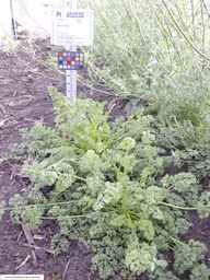 PI_652233_03ncai01_SD_PL_XX_2013-08-02_03.jpg