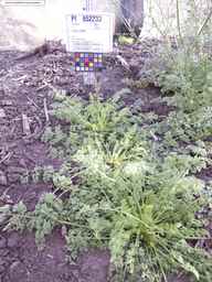 PI_652233_03ncai01_SD_PL_XX_2013-08-02_05.jpg