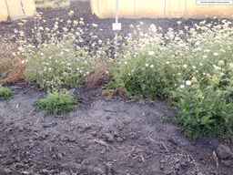PI_652233_03ncai01_SD_PL_XX_2013-08-23_01.jpg