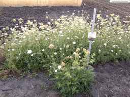 PI_652233_03ncai01_SD_PL_XX_2013-08-23_03.jpg