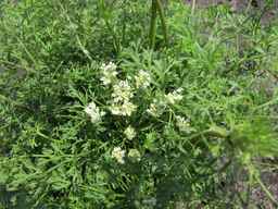 PI_652327_06ncab01_SD_PL_UM_2010-08-18_01.jpg