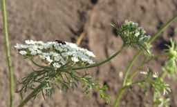 PI_652327_06ncab01_SD_PL_UM_2011-08-19_05.jpg