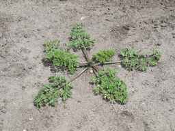 PI_652327_06ncab01_SD_PL_XX_2011-07-06_02.jpg