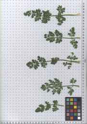 PI_652329_04ncai01_SD_PL_LV_2010-07-09_02.jpg