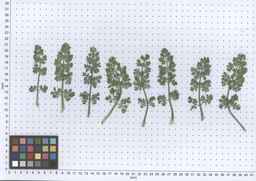 PI_652329_04ncai01_SD_PL_LV_2013-05-29_02.jpg