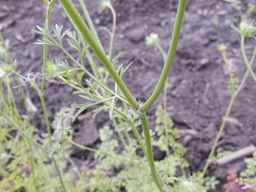 PI_652329_04ncai01_SD_PL_LV_2013-06-21_01.jpg