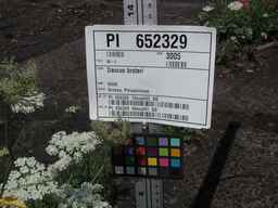 PI_652329_04ncai01_SD_PL_UM_2010-08-03_01.jpg