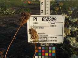 PI_652329_04ncai01_SD_PL_UM_2010-08-27_03.jpg