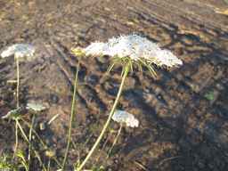 PI_652329_04ncai01_SD_PL_UM_2010-08-27_08.jpg