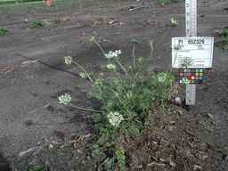 PI_652329_04ncai01_SD_PL_XX_2010-07-21_01.jpg
