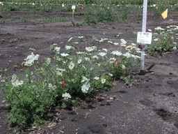 PI_652329_04ncai01_SD_PL_XX_2010-08-03_01.jpg