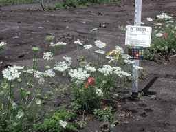 PI_652329_04ncai01_SD_PL_XX_2010-08-03_02.jpg