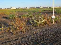 PI_652329_04ncai01_SD_PL_XX_2010-08-27_01.jpg