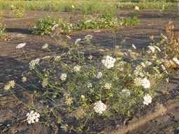 PI_652329_04ncai01_SD_PL_XX_2010-08-27_03.jpg