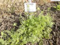 PI_652329_04ncai01_SD_PL_XX_2013-08-02_01.jpg