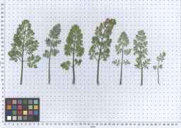 PI_652331_04ncai01_SD_PL_LV_2013-06-17_01.jpg