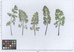 PI_652331_04ncai01_SD_PL_LV_2013-06-17_02.jpg