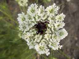 PI_652331_04ncai01_SD_PL_UM_2013-08-23_02.jpg