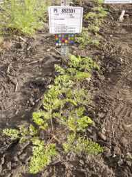PI_652331_04ncai01_SD_PL_XX_2013-07-03_05.jpg