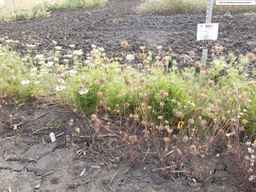 PI_652331_04ncai01_SD_PL_XX_2013-08-23_01.jpg