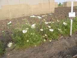 PI_652331_04ncai01_SD_PL_XX_2013-08-23_02.jpg