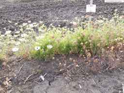 PI_652331_04ncai01_SD_PL_XX_2013-08-23_04.jpg