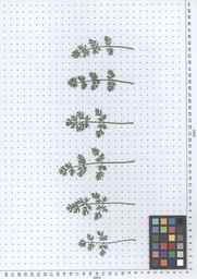 PI_652332_01ncai01_SD_PL_LV_2013-07-16_01.jpg