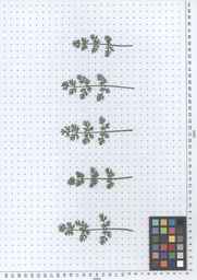 PI_652332_01ncai01_SD_PL_LV_2013-07-16_02.jpg