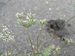 PI_652332_01ncai01_SD_PL_UM_2011-07-22_02.jpg